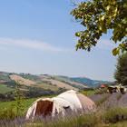 Agri Camp Lavanda Blu